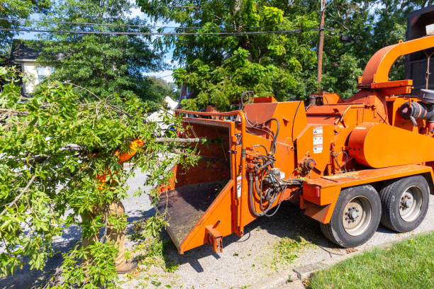 Best Professional Tree Care  in Salina, OK